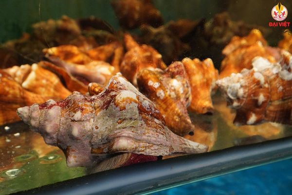Ốc tại nhà hàng ngon - tươi sống