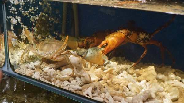 A live seafood tank is located within the restaurant grounds, offering a wide variety of seafood