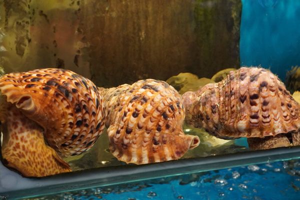 Hồ hải sản tại nhà hàng lúc nào cũng sạch sẽ