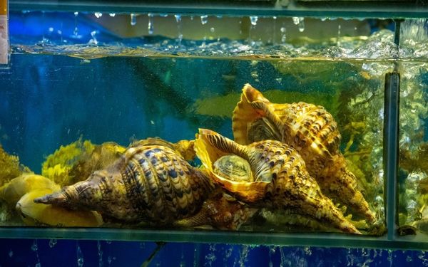 Độ tươi ngon từ sashimi ốc hoàng hậu tại nhà hàng Nông Thôn Đại Việt