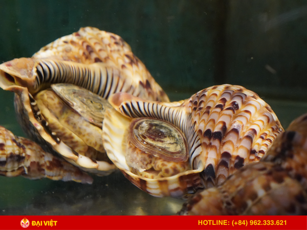 The seafood at the restaurant is fresh, so customers can rest assured about its quality