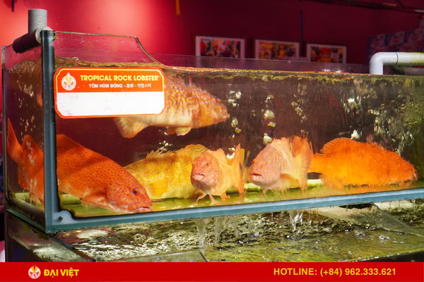 The seafood at the restaurant is swimming healthily