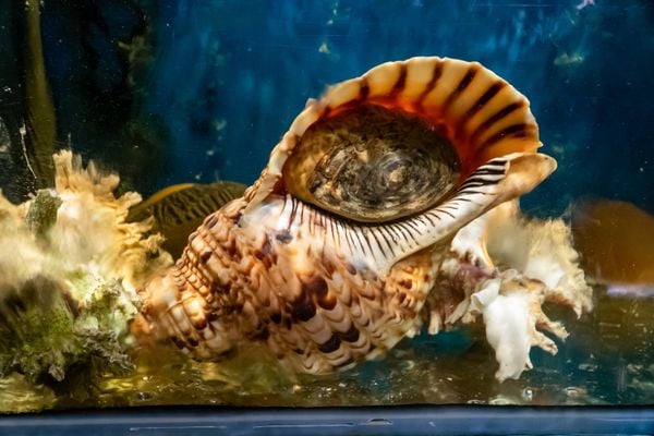 Hải sản được nhập liên tục, đảm bảo chất lượng