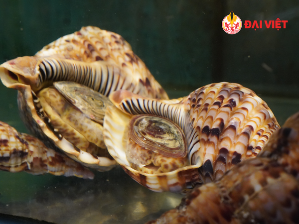 Fresh seafood available on the restaurant premises.