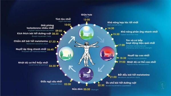 giấc ngủ và đồng hồ sinh học