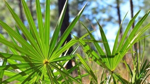 Hình ảnh sản phẩm