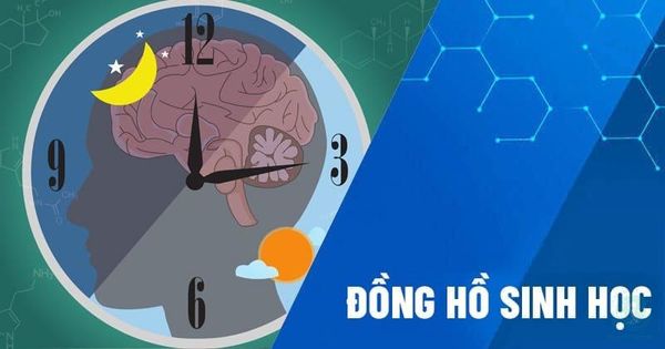 đồng hồ sinh học là gì