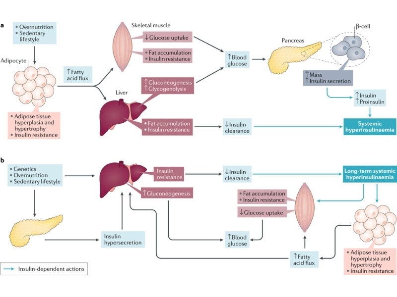 Hyperinsulinemia là gì? Nguyên nhân, dấu hiệu và nguy cơ kháng insulin tiềm ẩn