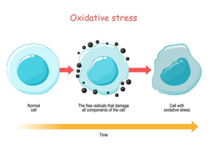 Stress oxy hóa là gì? Nguyên nhân, tác hại và cách giảm tự nhiên