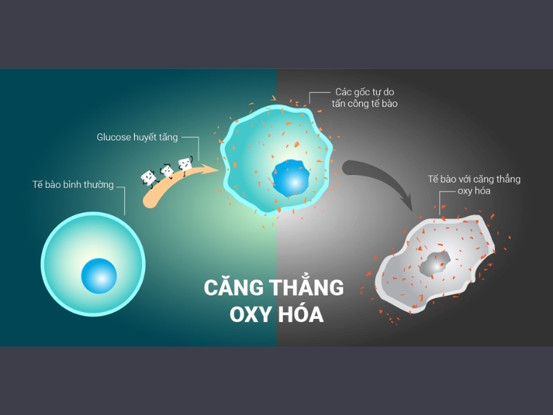 Stress oxy hóa là gì? Nguyên nhân, tác hại và cách giảm tự nhiên