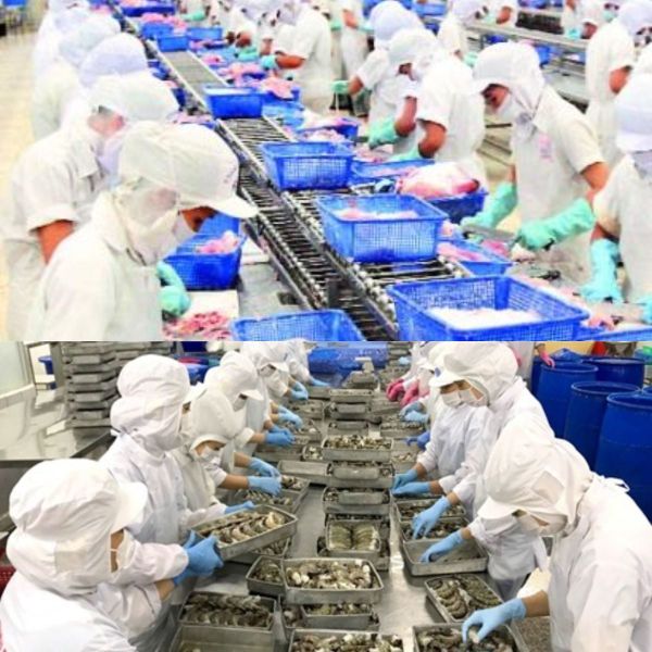 Đặc điểm môi trường chế biến thủy hải sản Hải Phòng