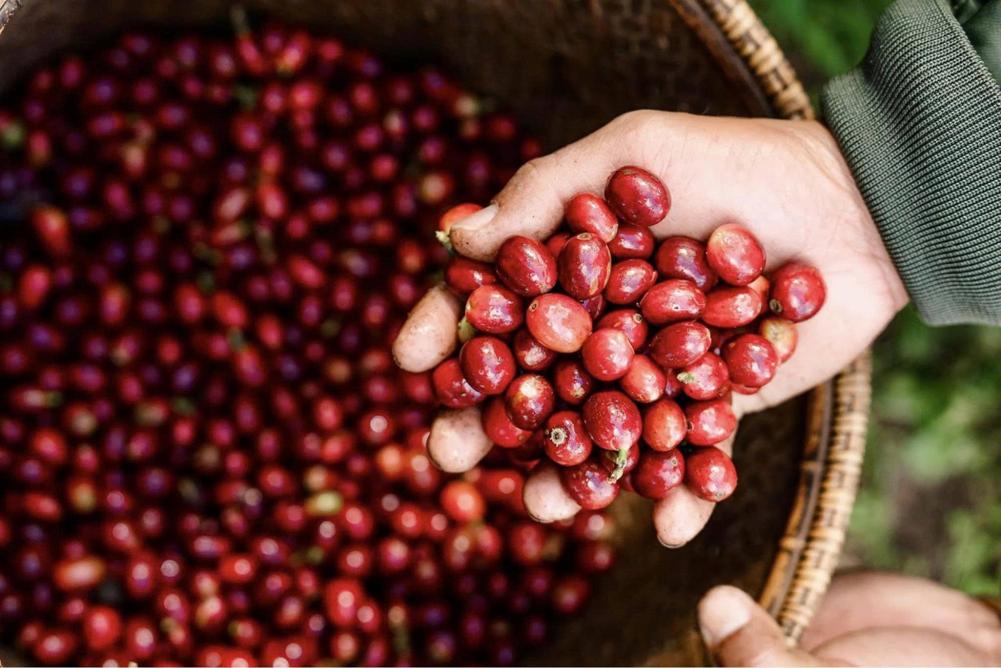 Cà Phê Arabica Lạc Dương (Lâm Đồng): Đặc Điểm Vùng Trồng & Sự Khác Biệt Nổi Bật