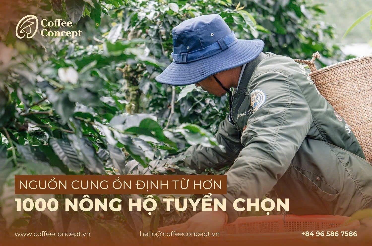 Nguồn cung cấp cà phê Arabica từ Lạc Dương