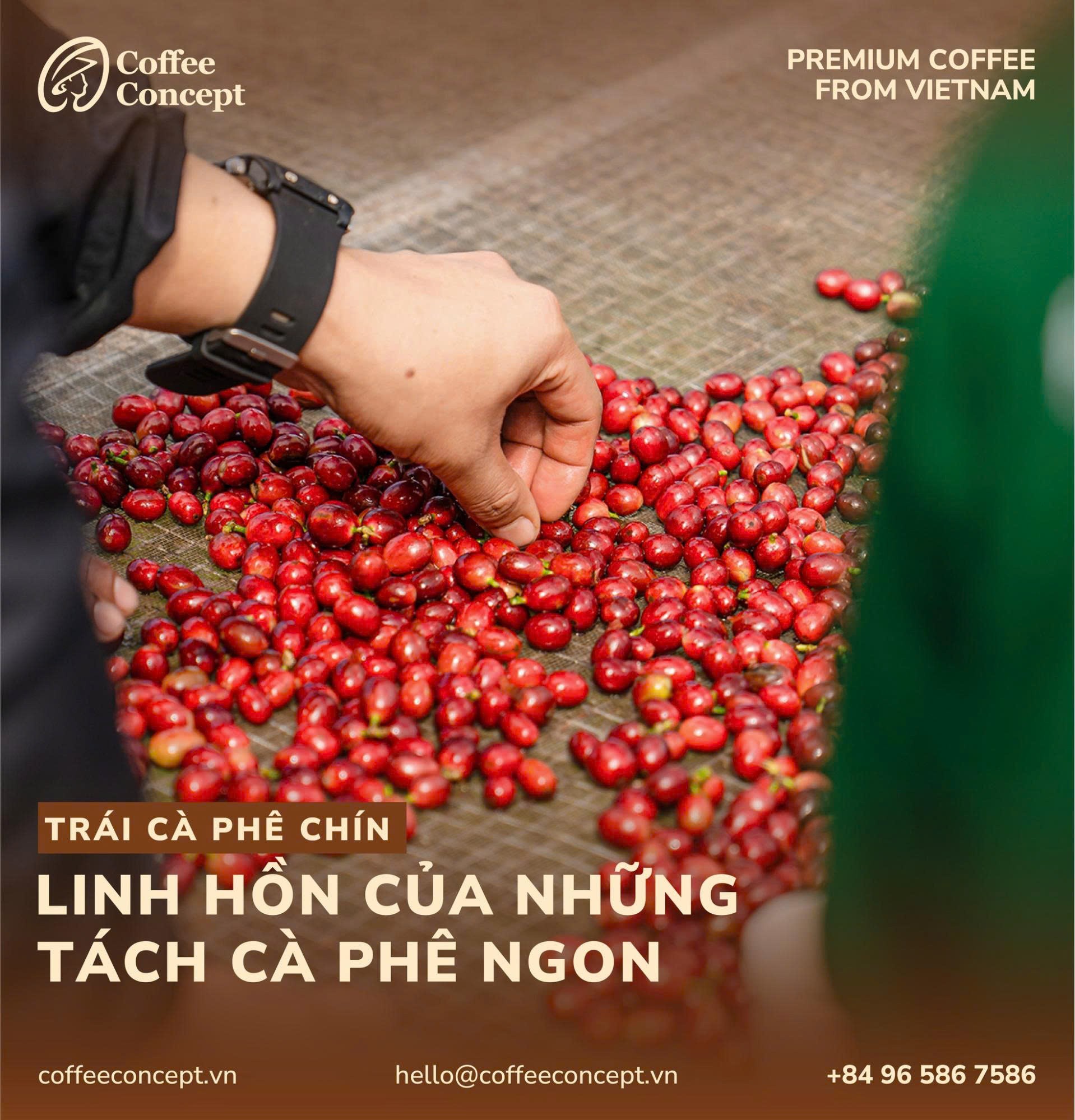 Tầm Quan Trọng Của Cà Phê Rang Xay Từ Trái Chín — Vì Sao Trái Chín Quyết Định Chất Lượng?