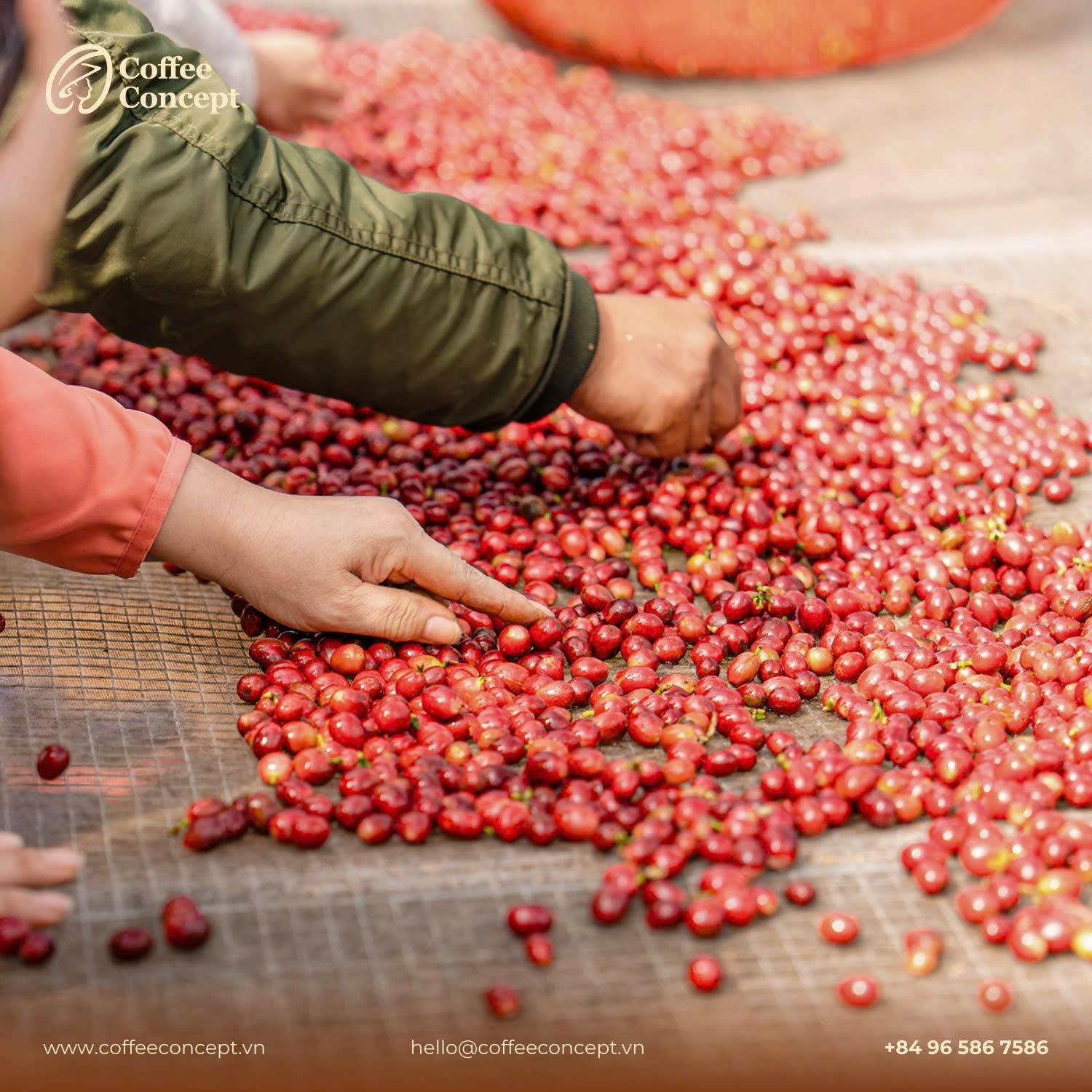 Cà phê rang xay từ trái chín