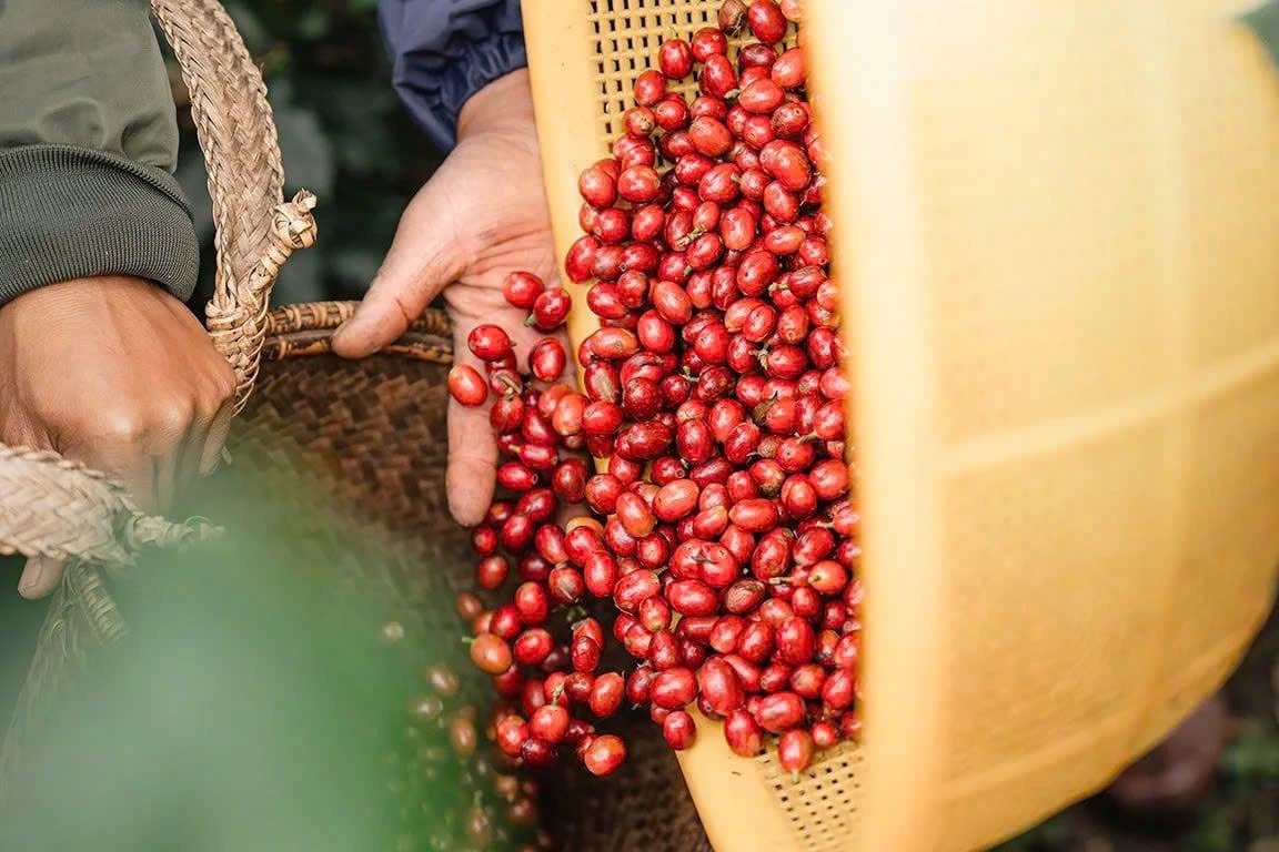 Phương pháp chế biến hạt cà phê