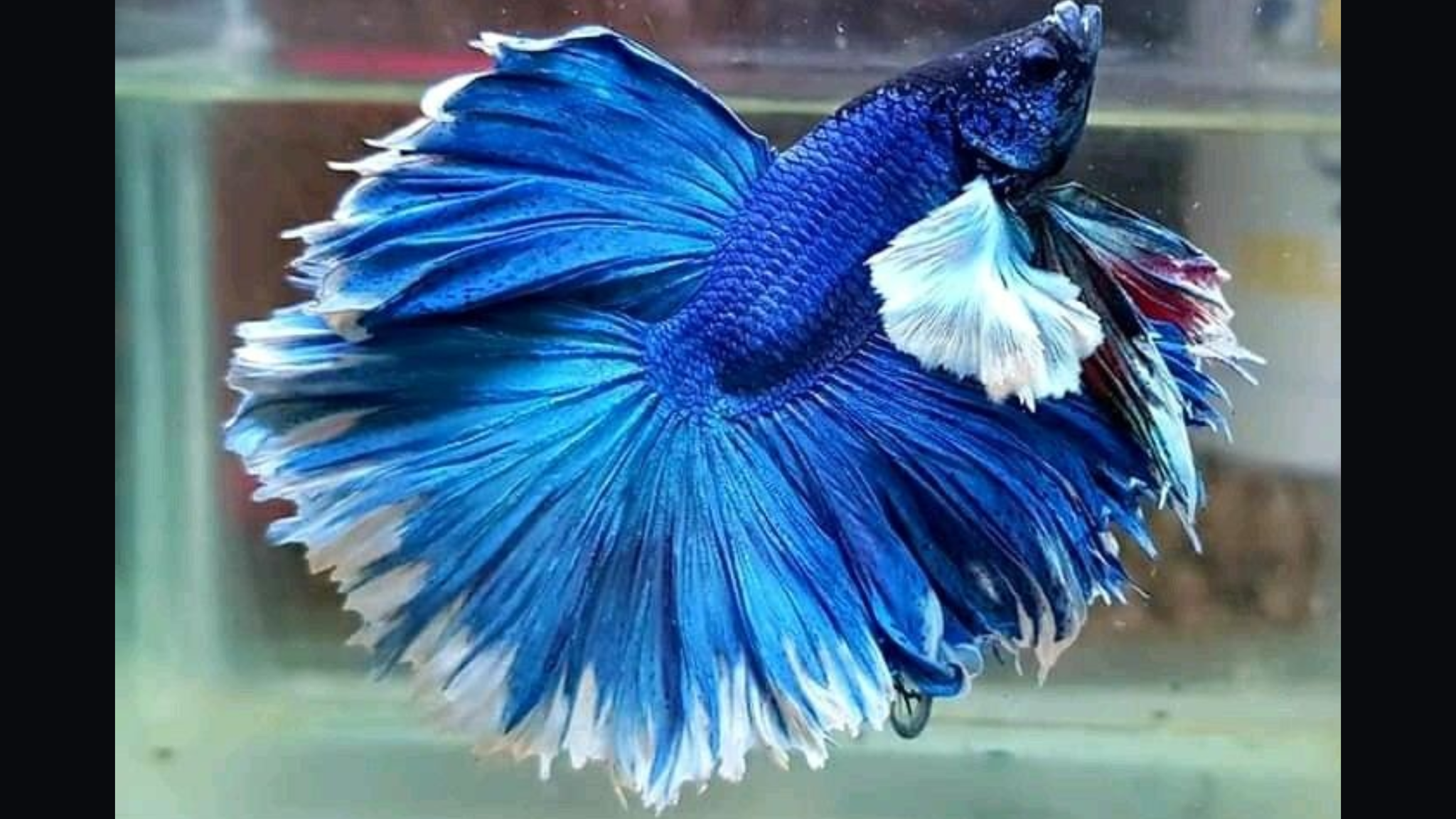 cá betta - betta's house