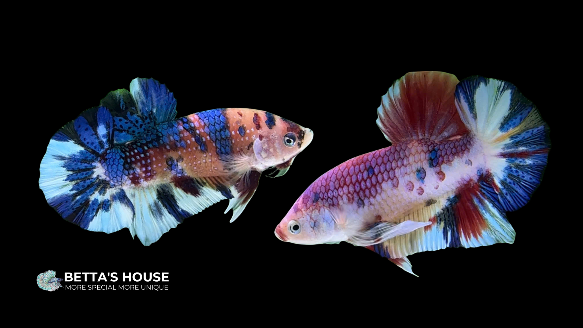 Cá Nemo metallic Betta | Betta's House