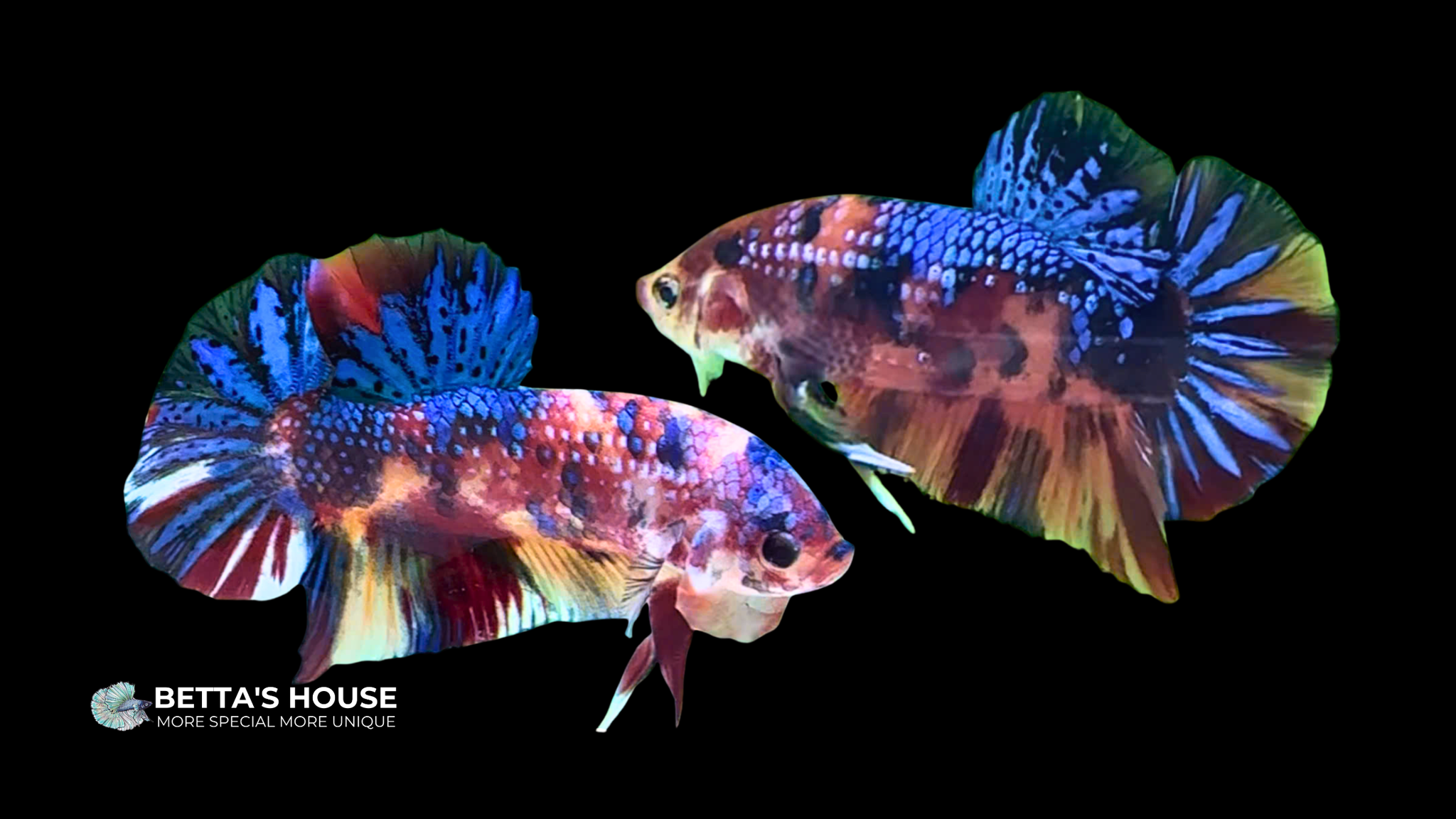Cá Nemo metallic Betta | Betta's House