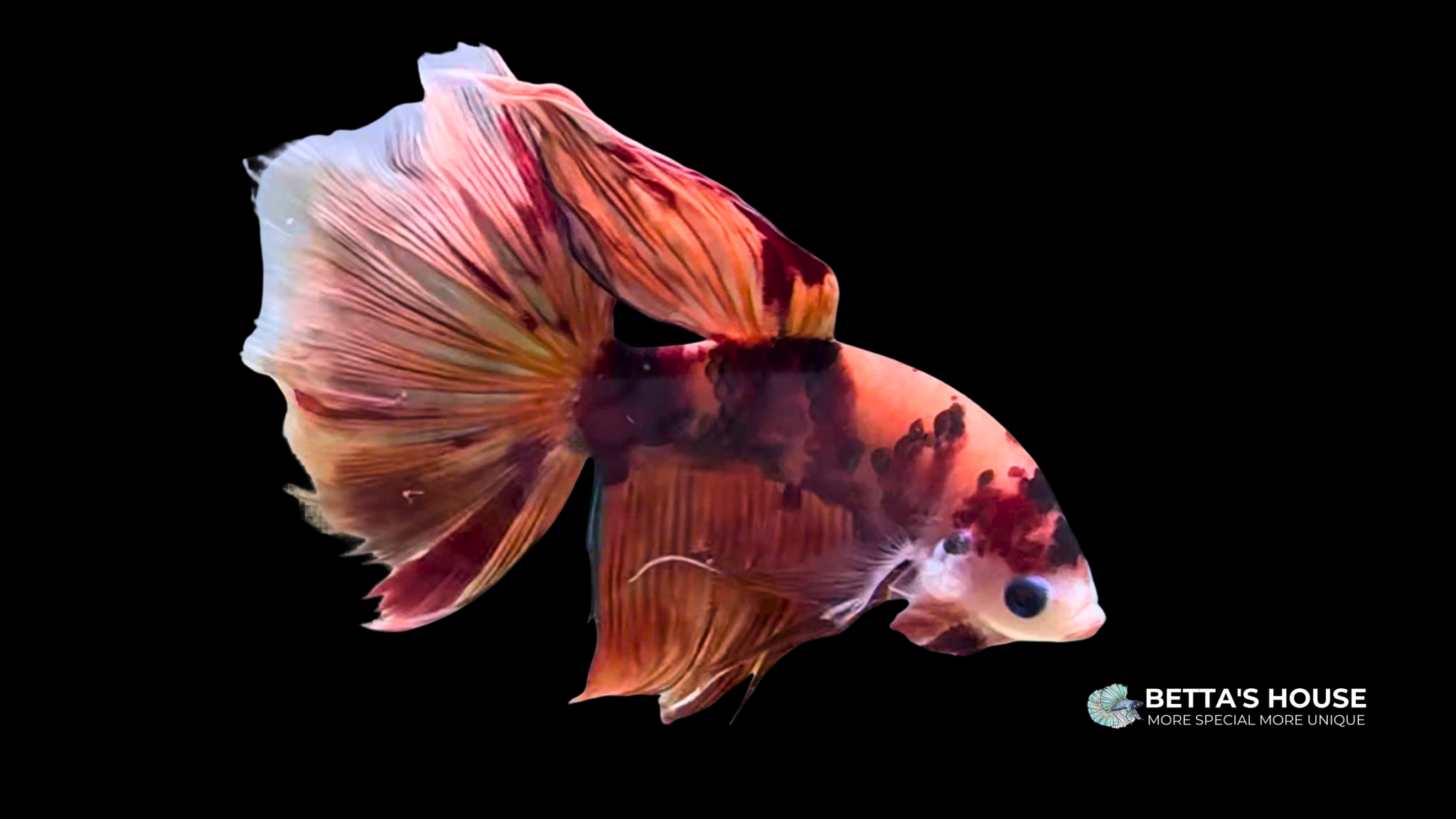 Nemo Halfmoon Betta Fish