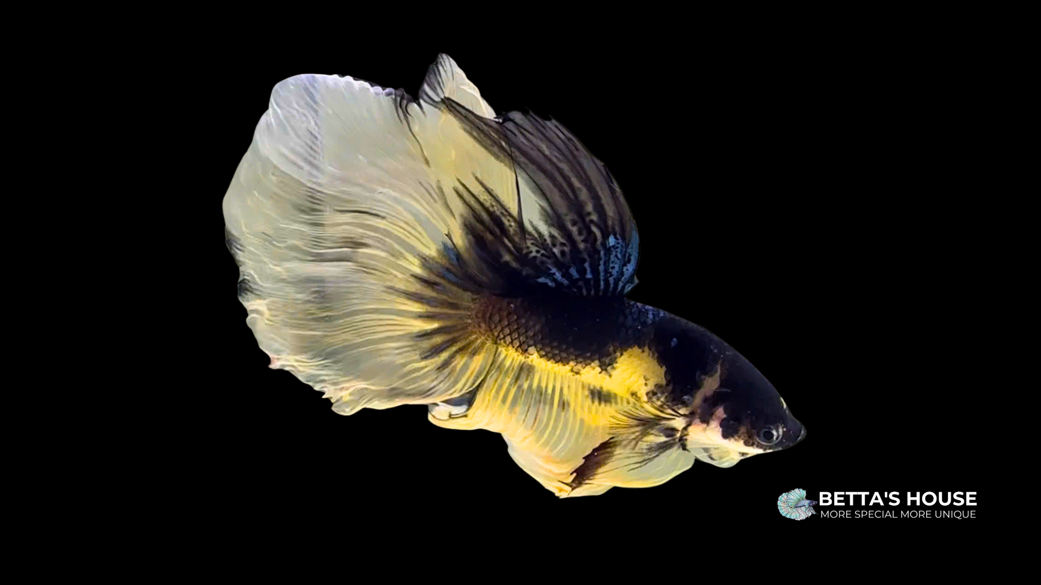 Nemo Halfmoon Betta Fish