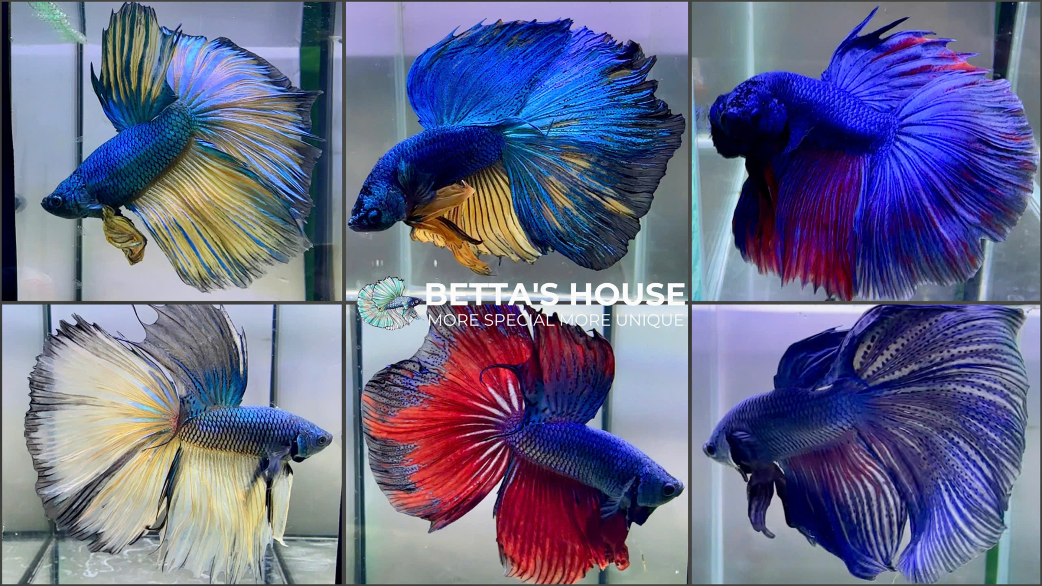 Cá Betta - Betta's House