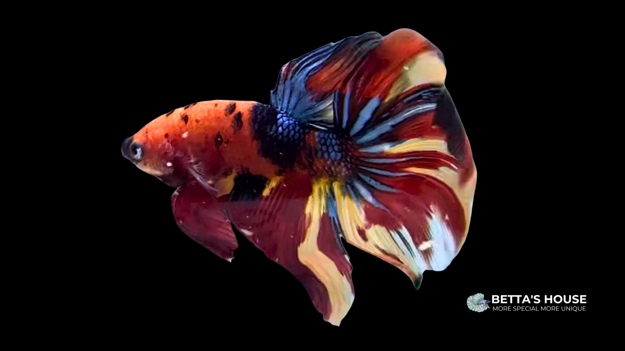 Nemo Halfmoon Betta Fish