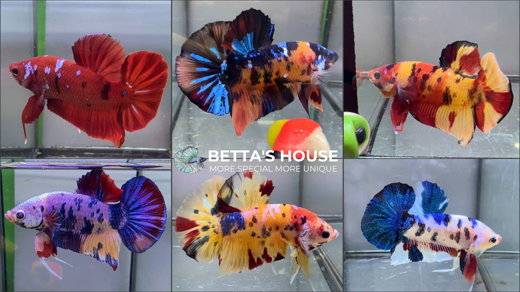 Cá Betta - Betta's House