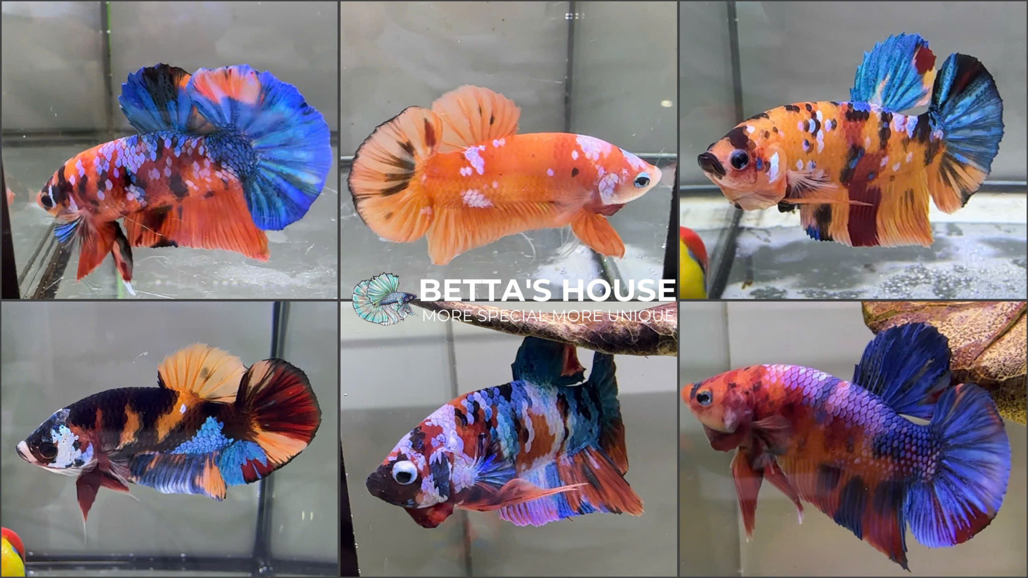 Cá Betta - betta's House