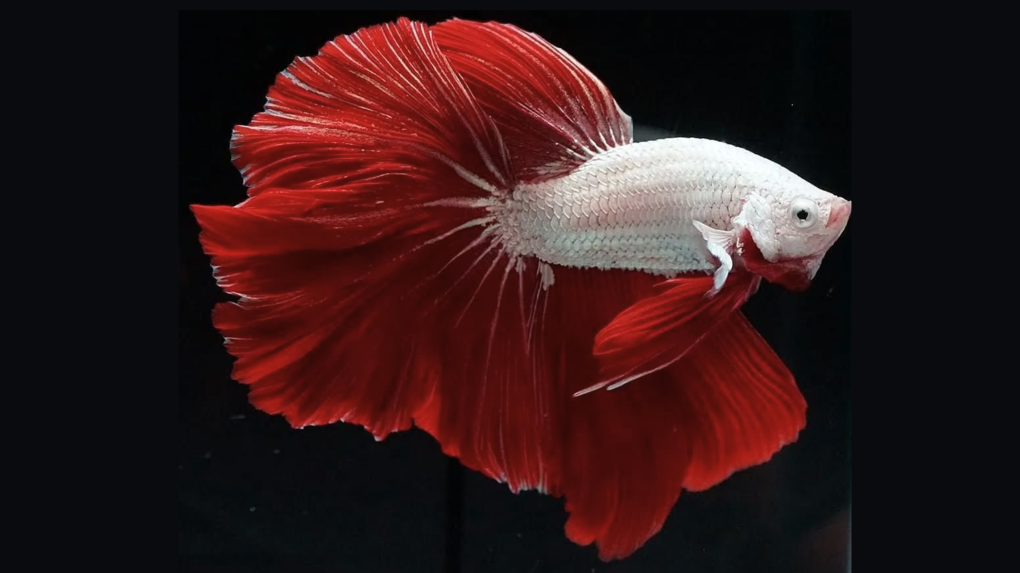 cá betta - betta's house