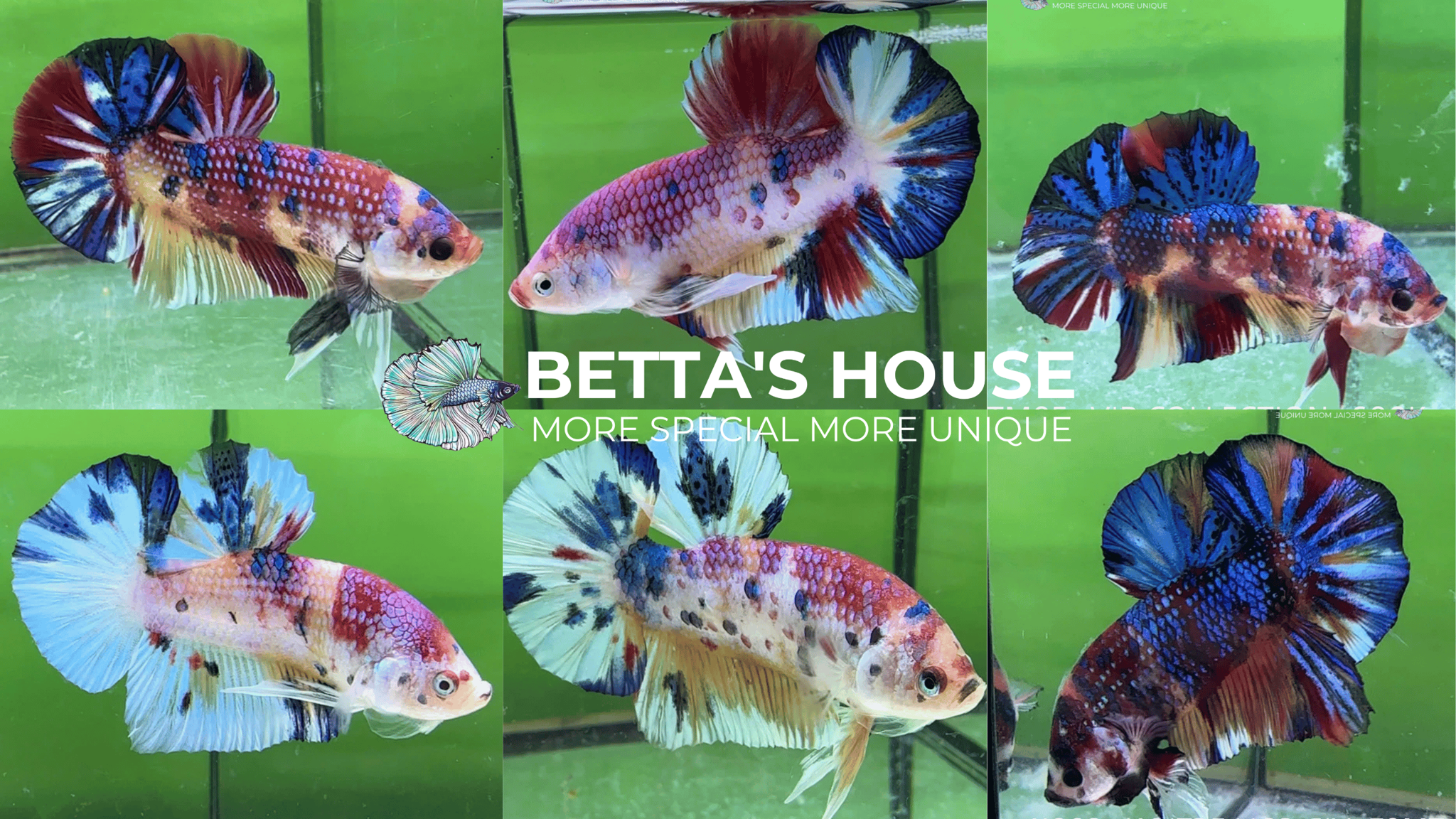 Cá Nemo metallic Betta | Betta's House