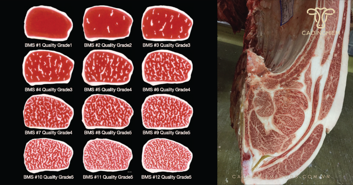 Phân loại màu sắc miếng bò Wagyu chất lượng theo chuẩn BMS