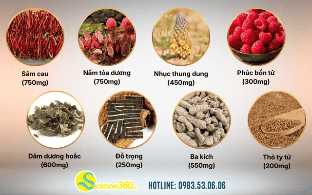 Thành phần và cơ chế hoạt động Mãnh Lực Trường Xuân Plus