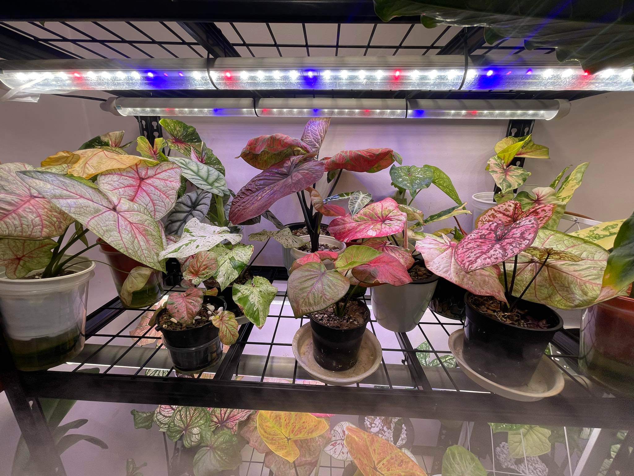 bóng đèn led trồng cây trong nhà LGL