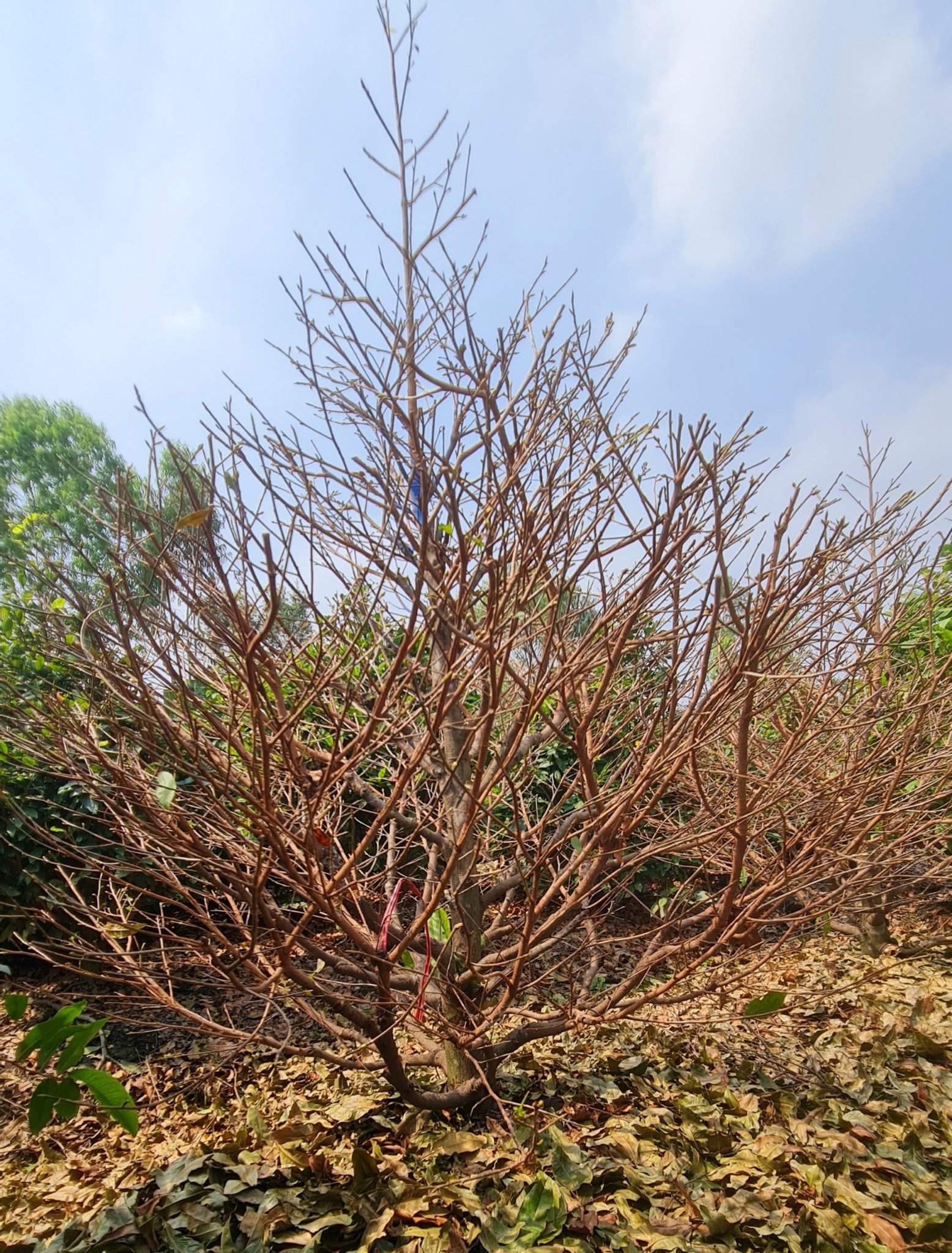 Cap đăng bài bán mai Tết