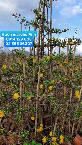 Content xả chậu Mai Tết