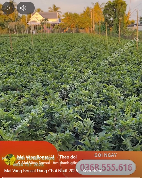 Caption bán mai Tết