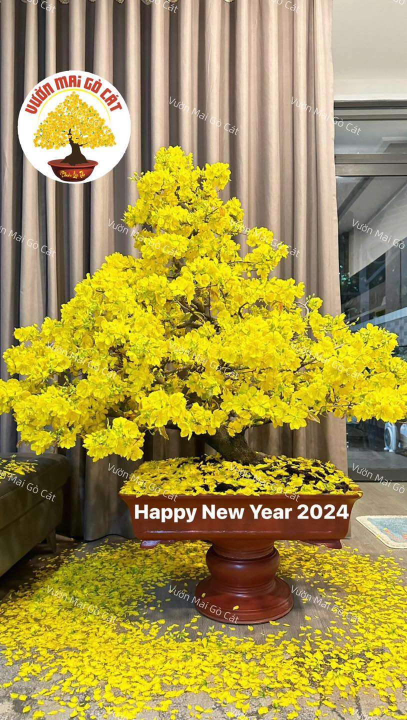 Content bán mai Tết