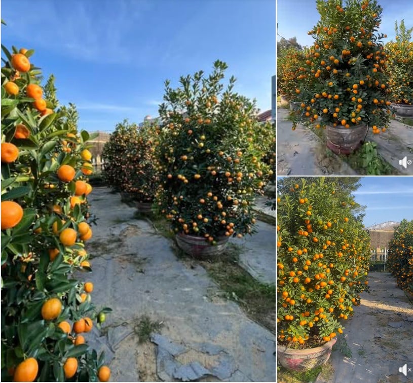 Stt bán quất sỉ