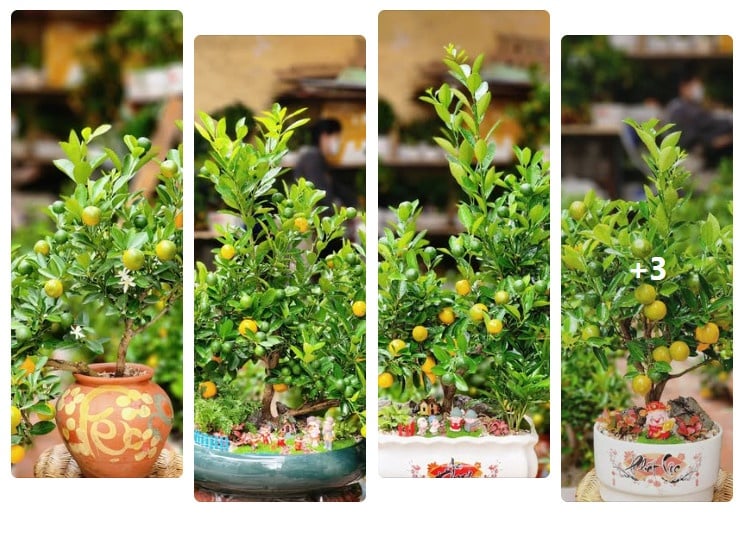 Content bán quất Tết