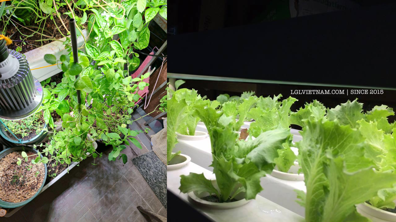 đèn trồng rau trong nhà LGL