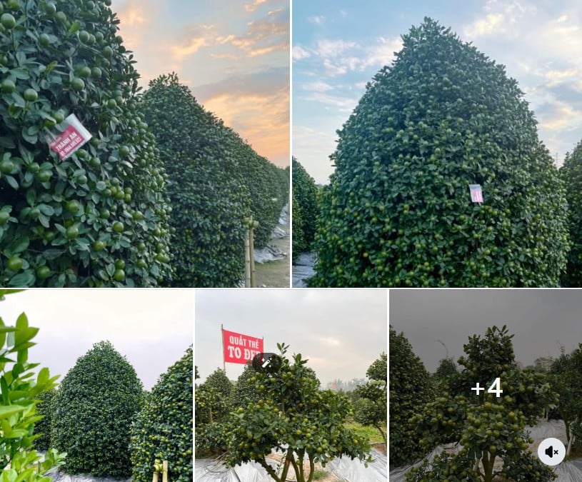 Mẫu content bán quất tết siêu hay