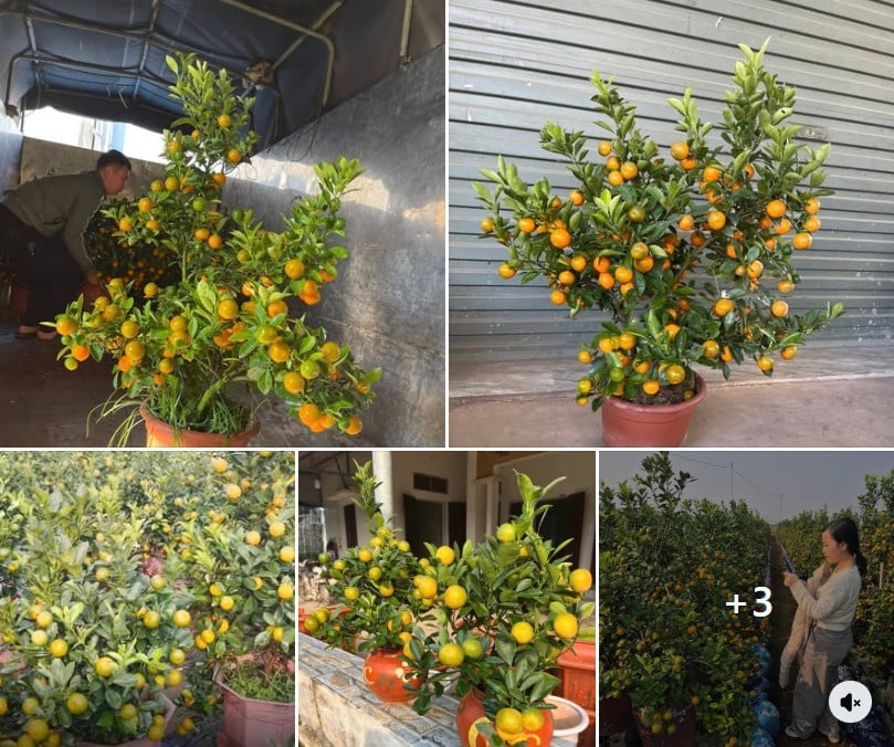 Content bán quất Tết