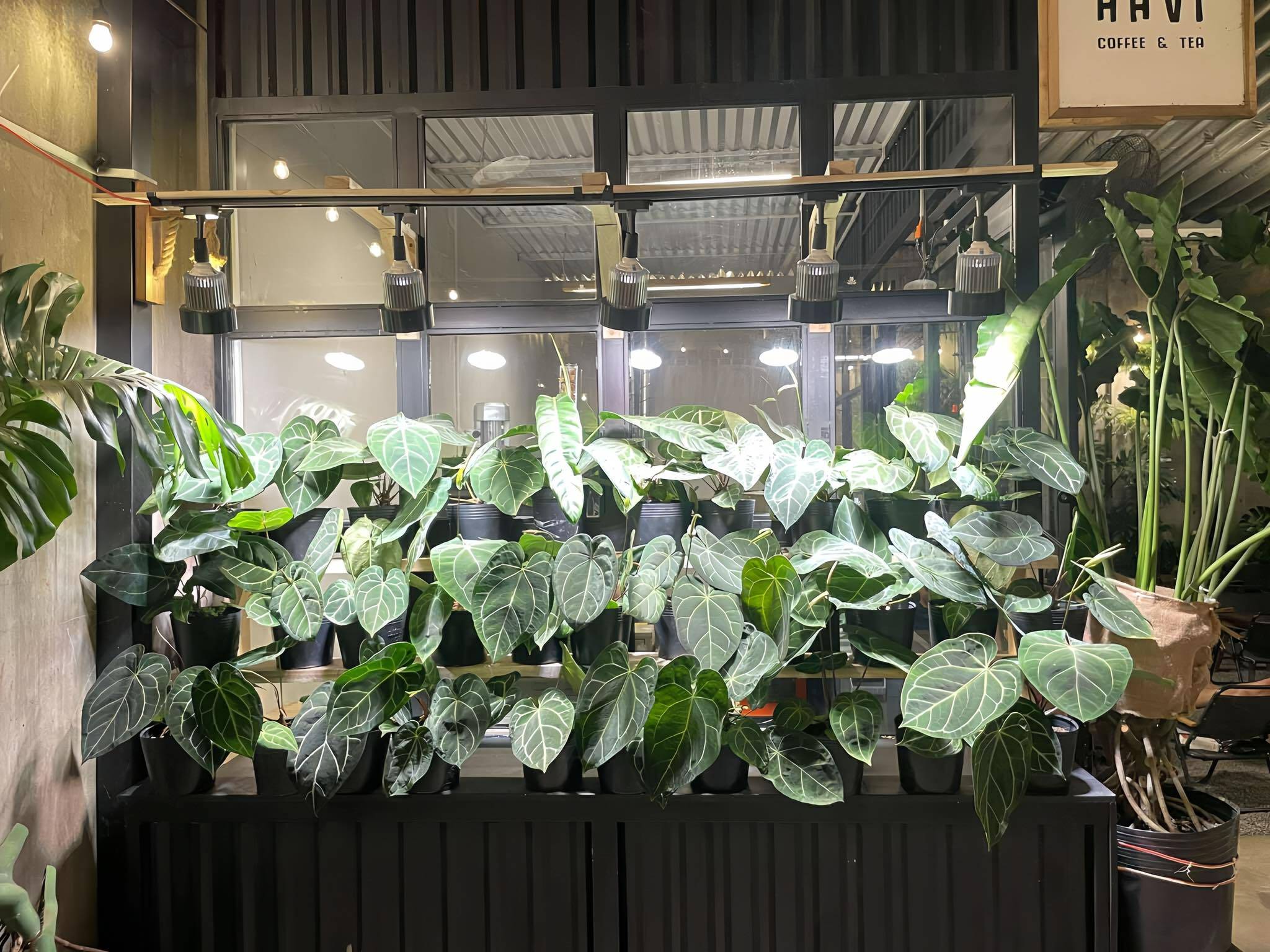 Mua đèn led trồng cây ở đâu