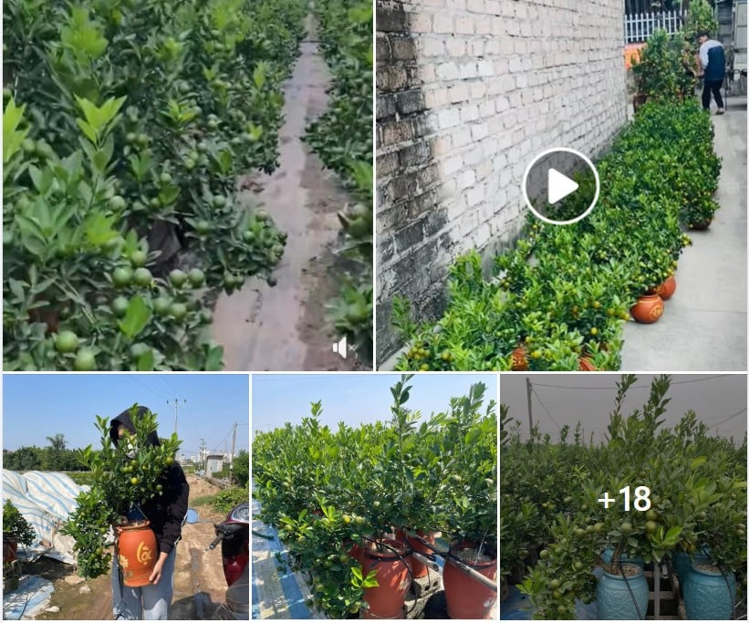 Mẫu content bán quất tết siêu hay