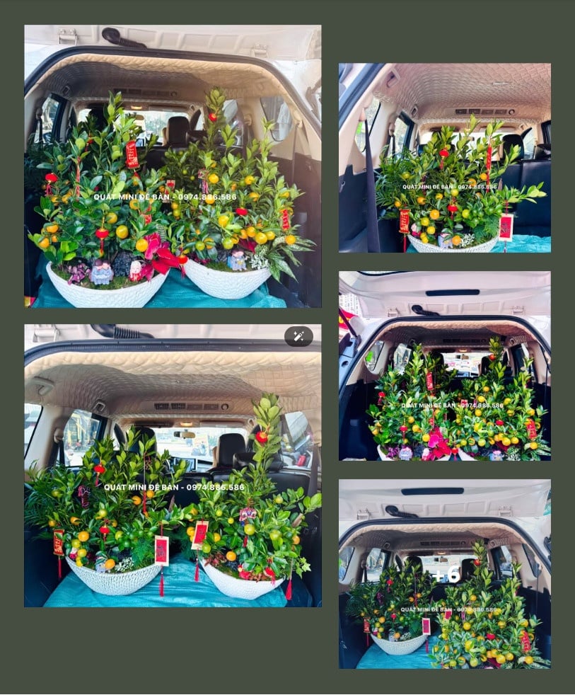 Stt bán quất mini để bàn