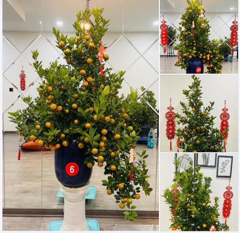 Stt bán quất Tết