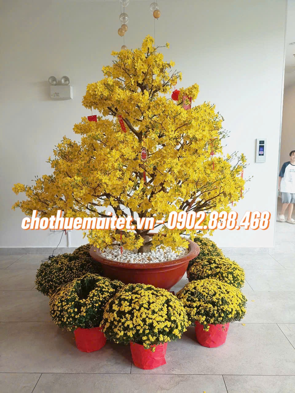 Stt cho thuê mai Tết