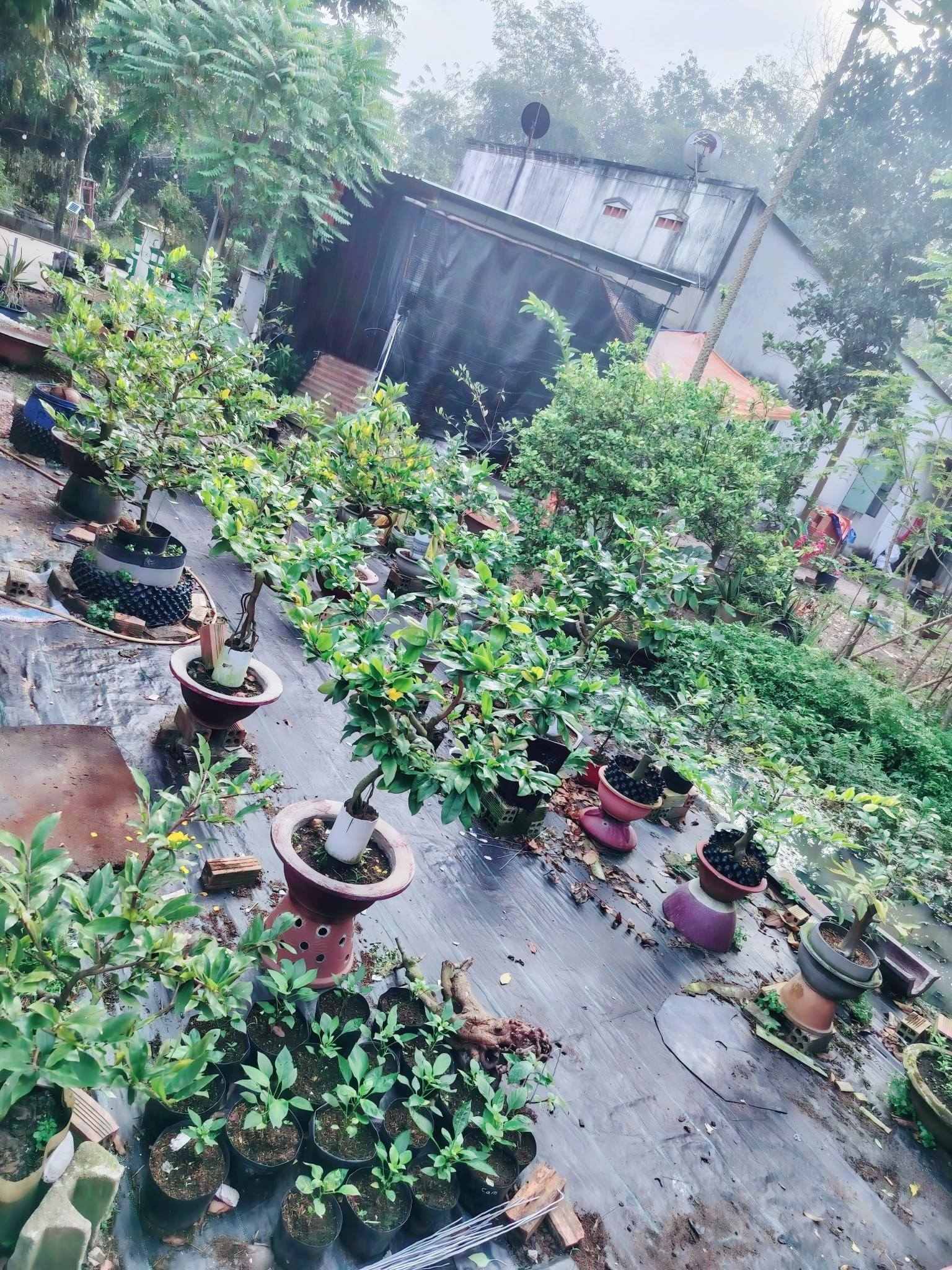 Caption bán và cho thuê mai Tết