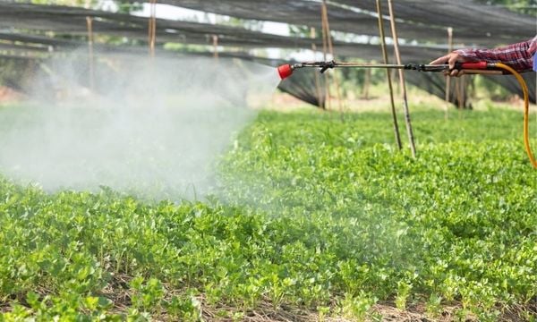 nguyên tắc bón phân lá